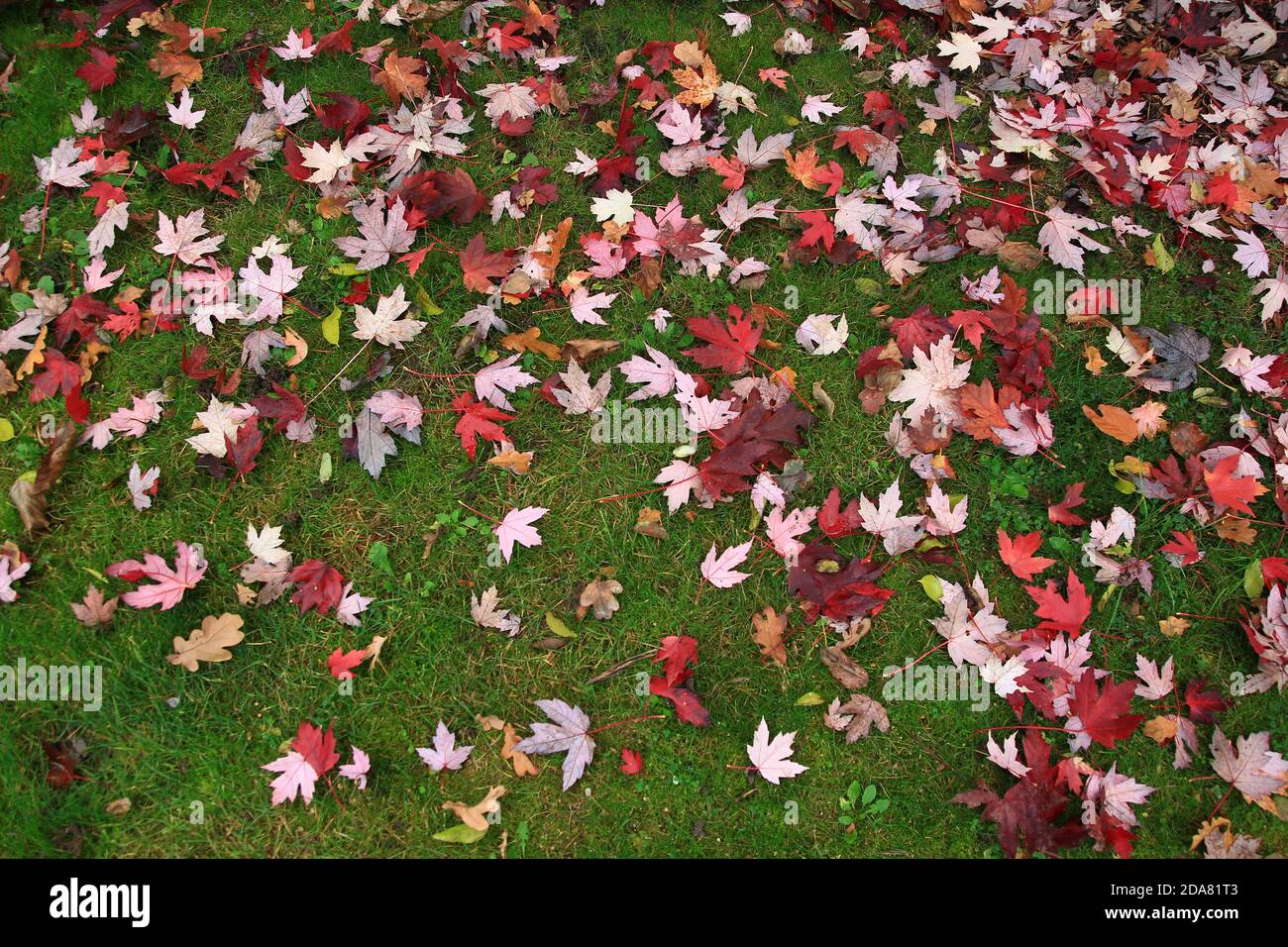 Herbstliche Ahornblätter sind auf dem Rasen verstreut (Chaumont sur Loire - Frankreich) Stockfoto