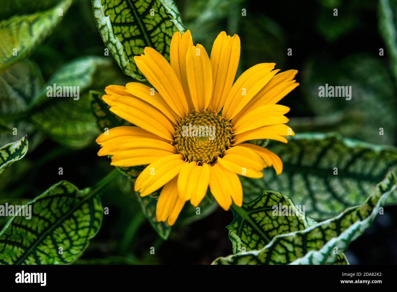 Gelbe Ochsenauge Blume Blühend Grüne Blätter Makro. Mitglied der Aster-Familie, Ureinwohner Nordamerikas Stockfoto