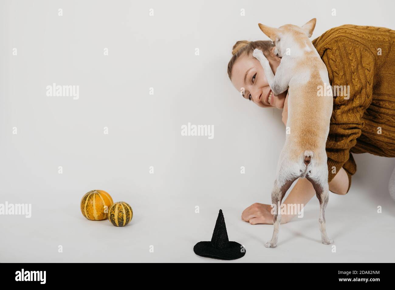 Halloween Kostüm für Haustier. Niedlicher Halloween Hund Spielzeug Terrier in Hexenhut und mit Kürbissen auf weißem Hintergrund. Kleiner Hund, der in einem Hexenhut sitzt Stockfoto