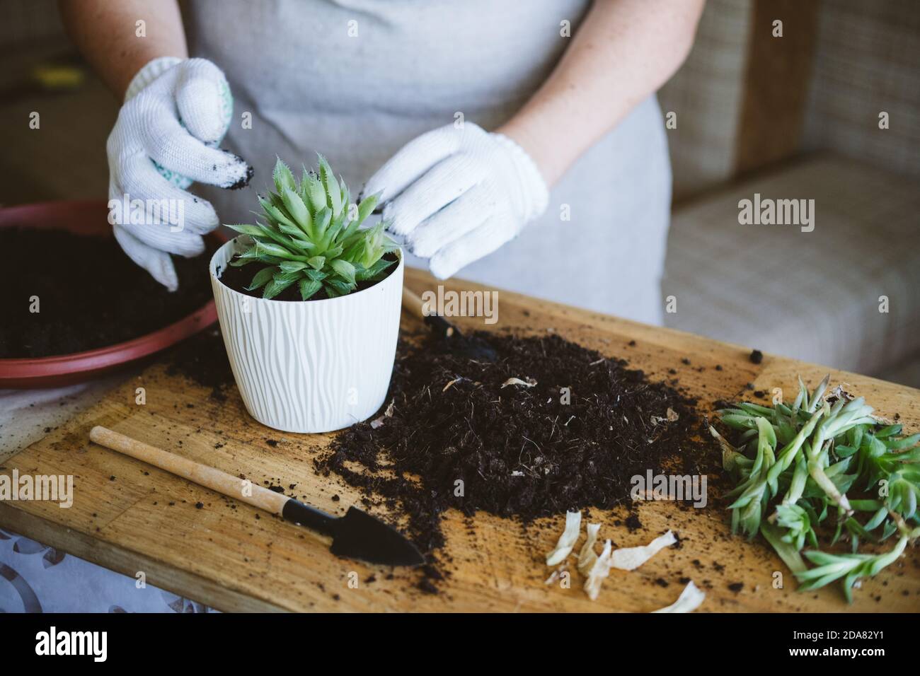 Hausgarten. Wie man einen Sukkulenten umsetzt, propagieren Sukkulenten. Gärtnerinnen setzen Kakteen und Sukkulenten in Töpfen auf dem Holz von Hand um Stockfoto