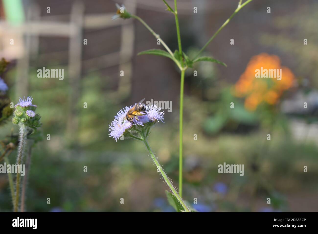 Biene auf Blume, Blauer Nerz (Ageratum houstonianum) auf Blume Stockfoto