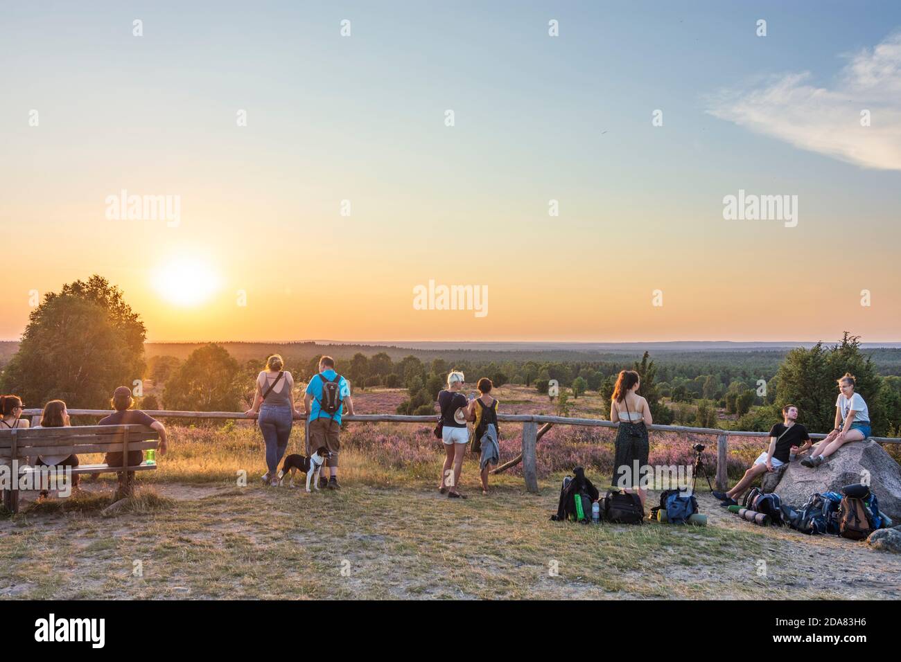 Wilsede: Wilseder Berg, Sandheide, blühende Heidekraut (Calluna vulgaris), Wacholder (Juniperus communis), Lüneburger Heide, Lüneburg Stockfoto