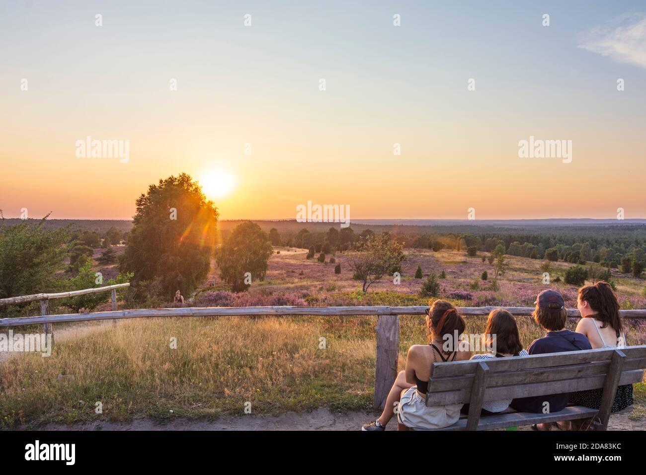 Wilsede: Wilseder Berg, Sandheide, blühende Heidekraut (Calluna vulgaris), Wacholder (Juniperus communis), Lüneburger Heide, Lüneburg Stockfoto