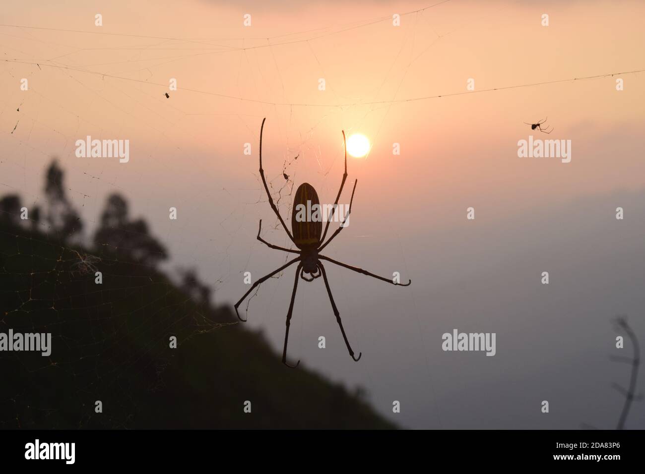 Foto des Sonnenuntergangs mit Spinne und Spinnenfrauen Stockfoto