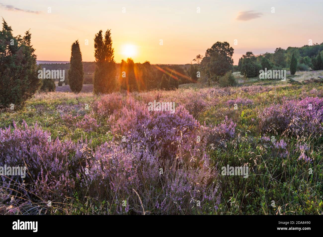 Wilsede: Wilseder Berg, Sandheide, blühende Heidekraut (Calluna vulgaris), Wacholder (Juniperus communis), Lüneburger Heide, Lüneburg Stockfoto