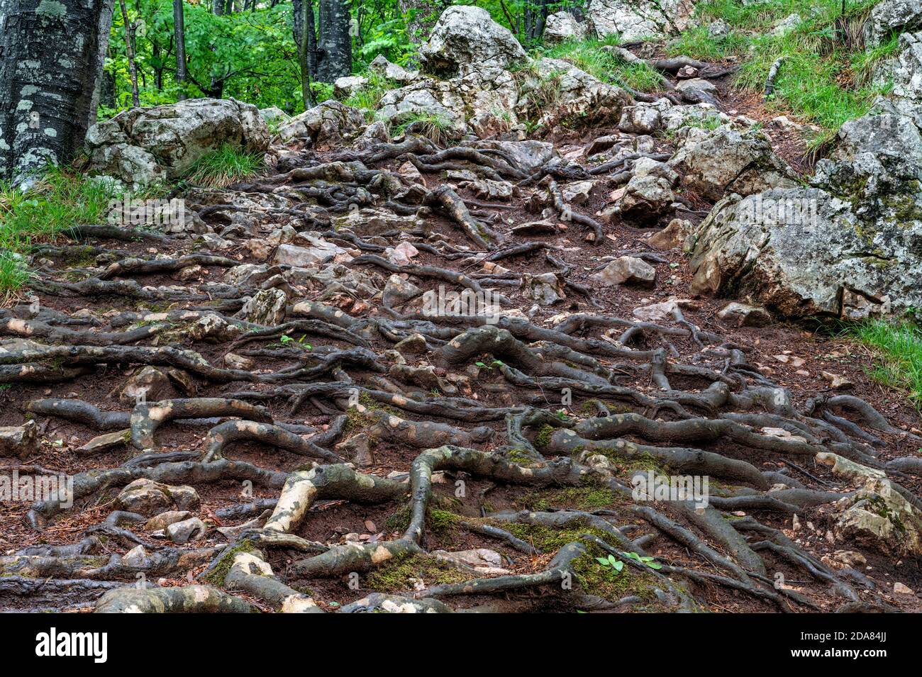 Verflochten Wurzeln mit Moos, auf dem Weg zum Aussichtspunkt Crnjeskovo auf dem Berg Tara. Stockfoto