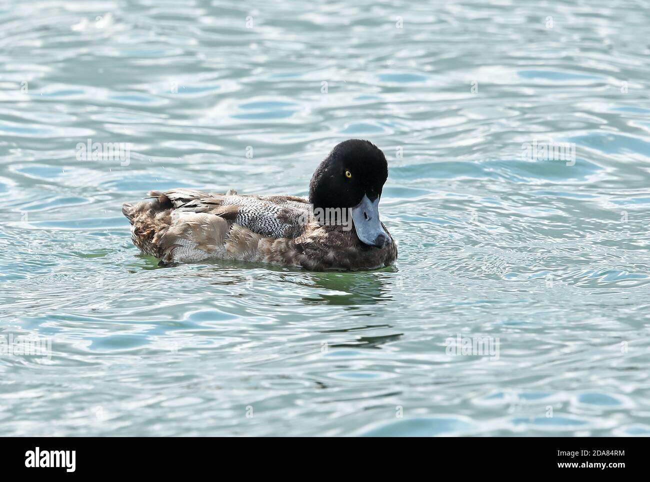 Großskaup (Aythya marila nearctica) erstes Wintermännchen, das sich in das Erwachsene Gefieder hineinmausiert Choshi, Chiba Präfektur, Japan Februar Stockfoto