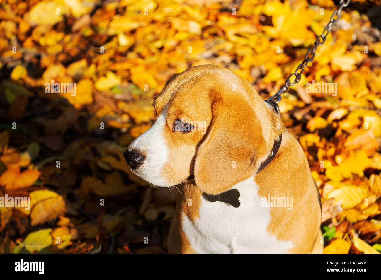 Hunderasse Beagle im Herbstwald an einem sonnigen Tag. Stockfoto