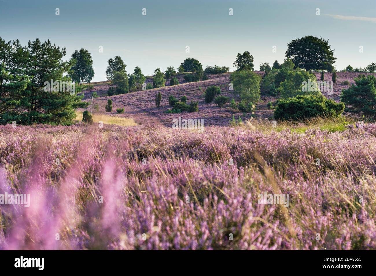 Wilsede: Wilseder Berg Gebiet, Sandheide, blühende Heidekraut (Calluna vulgaris), Wacholder (Juniperus communis), Lüneburger Heide, Lün Stockfoto