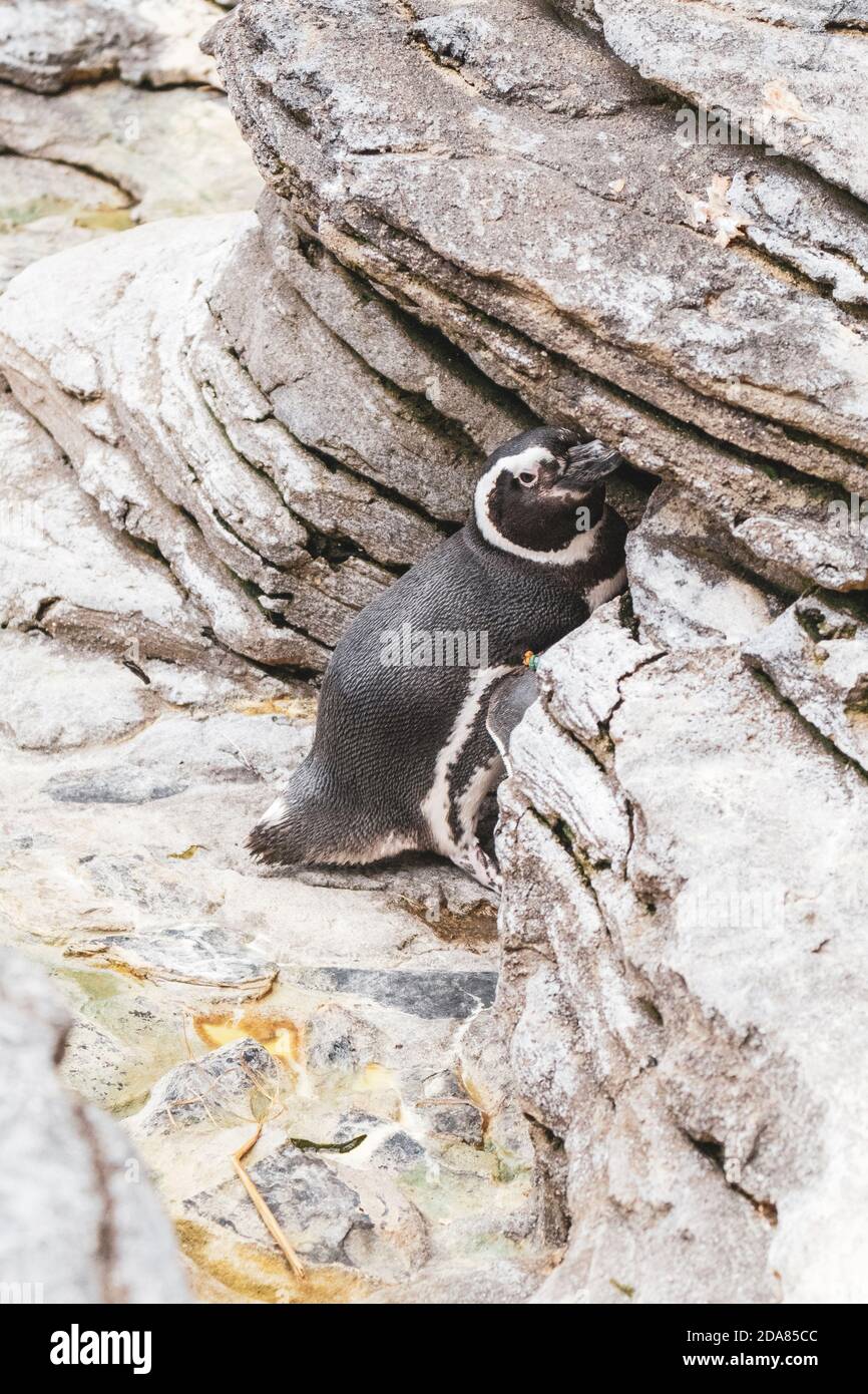 Einsamer Pinguin versteckt sich hinter dem Felsen am Lissabonner Ocenarium In Portugal Stockfoto