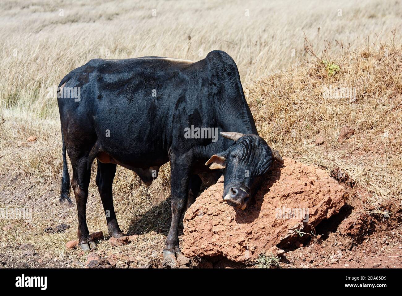 Schwarze Kuh reiben Gesicht auf harten roten Schmutz, Haustier, glänzendes Fell, Natur, Tansania, Afrika Stockfoto