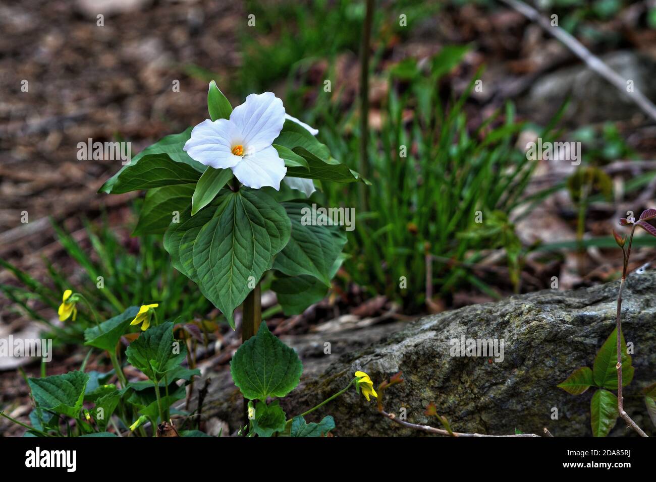 VEREINIGTE STAATEN - 04-20-2017: Der Frühling ist in vollem Gange im G. Thompson Wildlife Management Bereich, wo es eine der größten Stände von großblütigen gibt Stockfoto