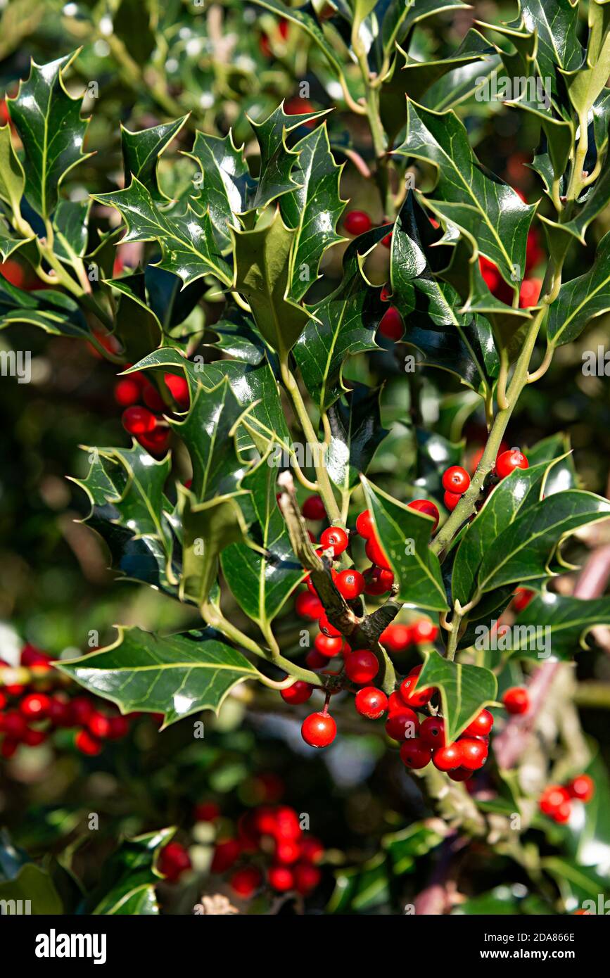 Ein Stechbusch voller Beeren für die Vögel und für Weihnachtsdekorationen - Chichester, West Sussex, England, UK Stockfoto