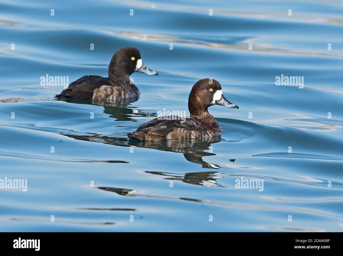 Großscaup (Aythya marila nearctica) zwei Erwachsene Weibchen schwimmen im Hafen Choshi, Chiba Präfektur, Japan Februar Stockfoto