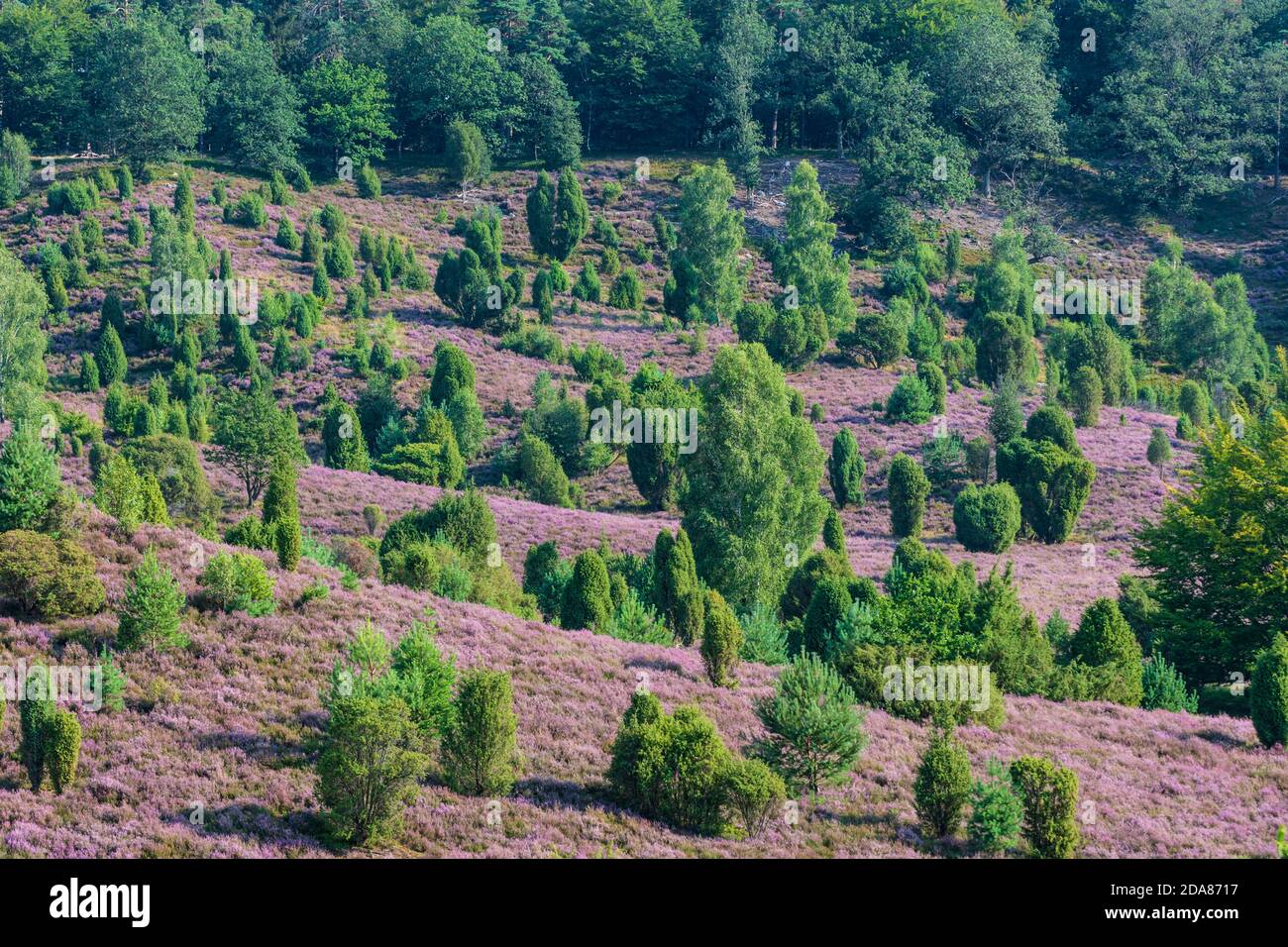 Wilsede: Tiefstand Totengrund, Sandheide, blühende Heidekraut (Calluna vulgaris), Wacholder (Juniperus communis), Lüneburger Heide, Lüneb Stockfoto