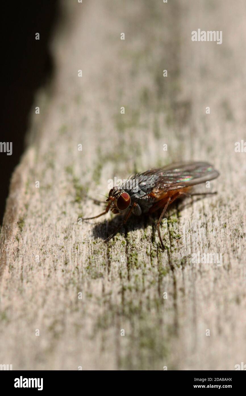 Fruchtfliege (Drosophila), die auf Holz ruht Stockfoto