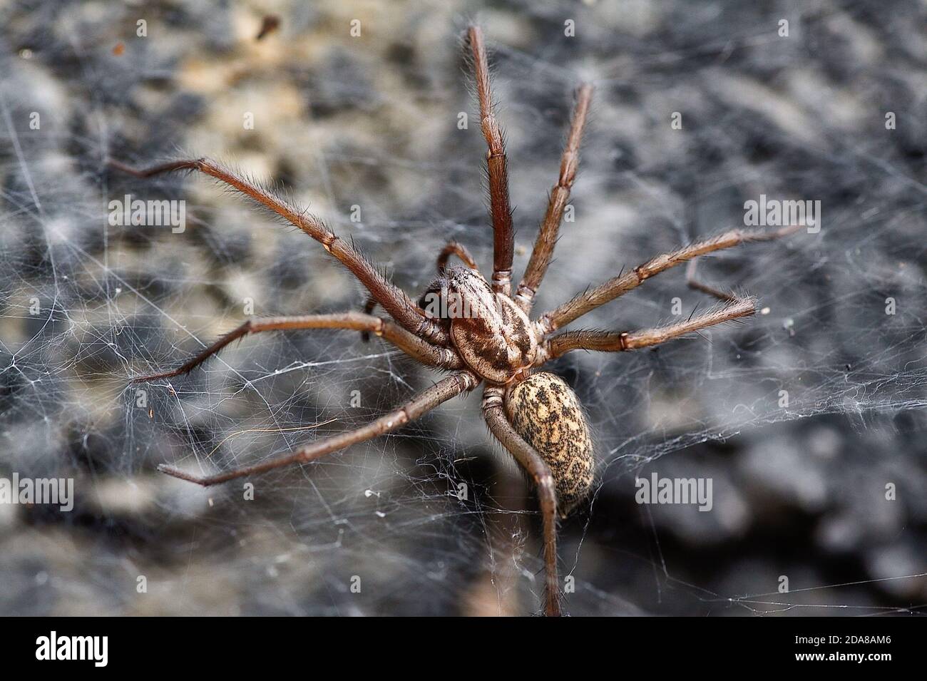 Ekelhafte Spinne Stockfoto
