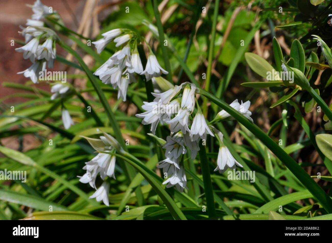 Dreieckiger Lauch, 'Allium triquetrum', weiße glockenartige Blüten, dreiseitiger Stamm, frühes Frühjahr, Südwestengland. Dawlish, Devon, Großbritannien Stockfoto