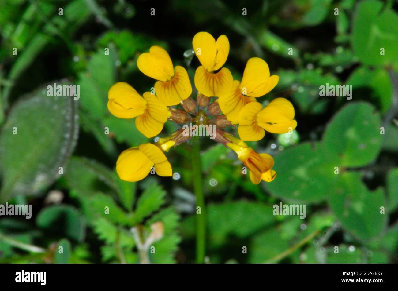 Vogelfuss Trefoil oder Eier und Speck, Lotus corniculatus leuchtend gelbe Blume, Kreide und Kalkstein Grasland, Frühjahr und Frühsommer, Wiltshire, UK Stockfoto