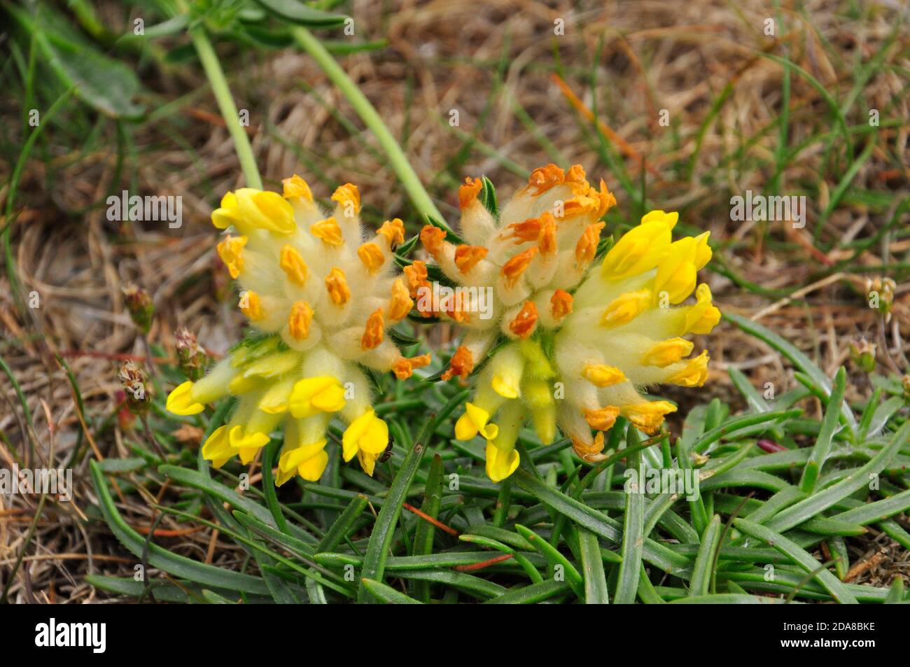 Kidney Vetch 'Anthyllis Vulneraria', Nahaufnahme gelbe Blütenköpfe, kalkreiche Erde, Dünen, Grasland.Devon.UK Stockfoto