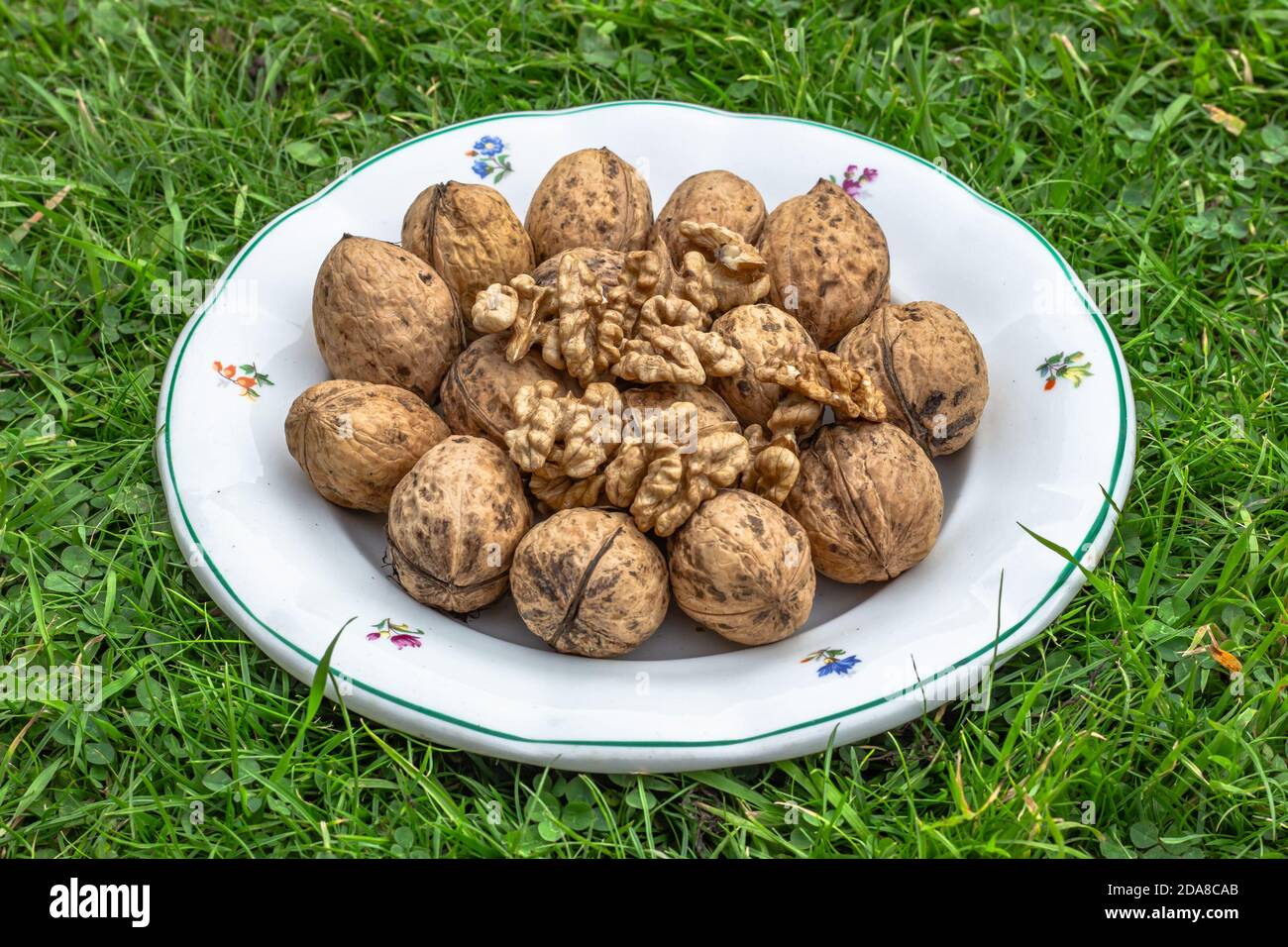 Keramikplatte voller Walnüsse und Walnusskerne in grünem Gras Draufsicht.Frische rohe Walnüsse voller gesunder Fette, Ballaststoffe, Vitamine und Mineralstoffe.Essen Stockfoto