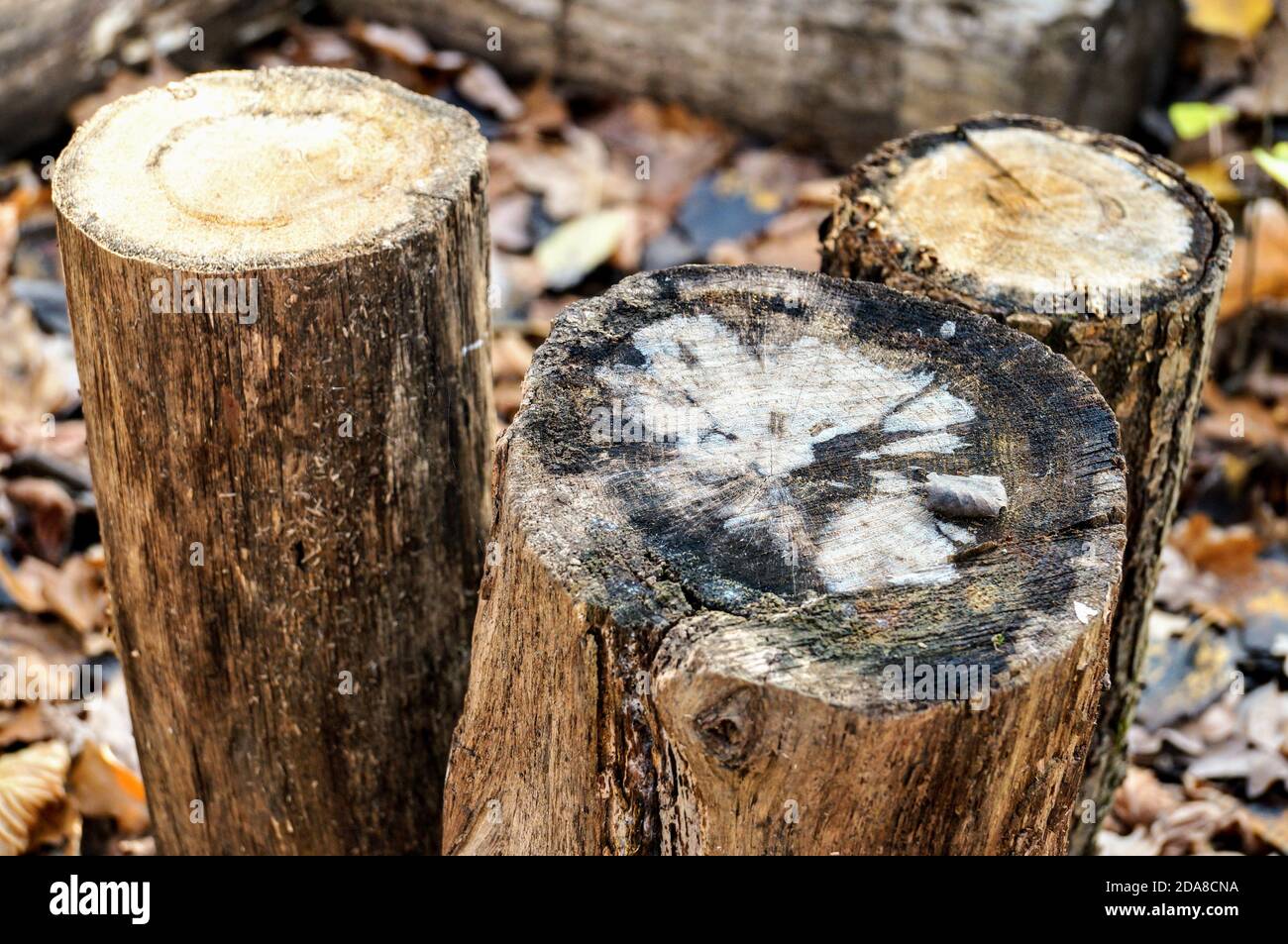 Drei abgesägte Holzstämme an einem Herbsttag Stockfoto