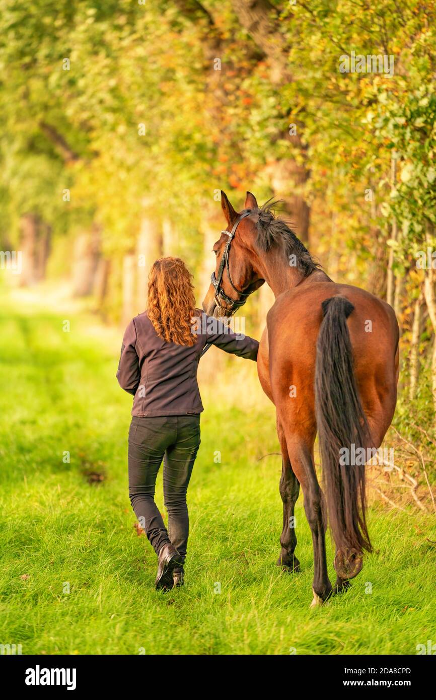 Ein braunes Pferd und eine junge Frau, die in der Herbstabendsonne auf einem Waldweg spazieren gehen Stockfoto