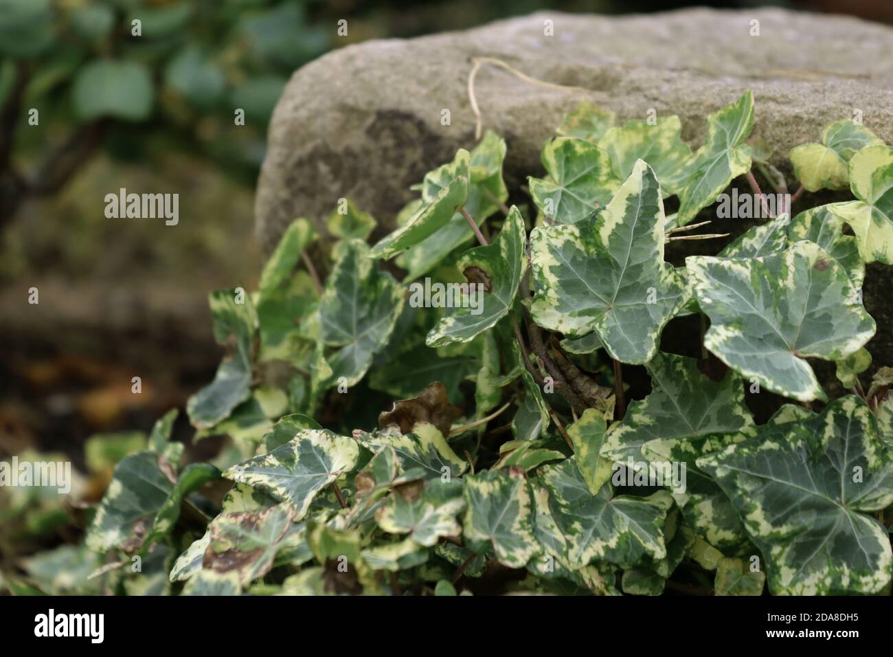 Ivy auf Stein in Harlow Carr Gardens, Harrogate, England. Stockfoto