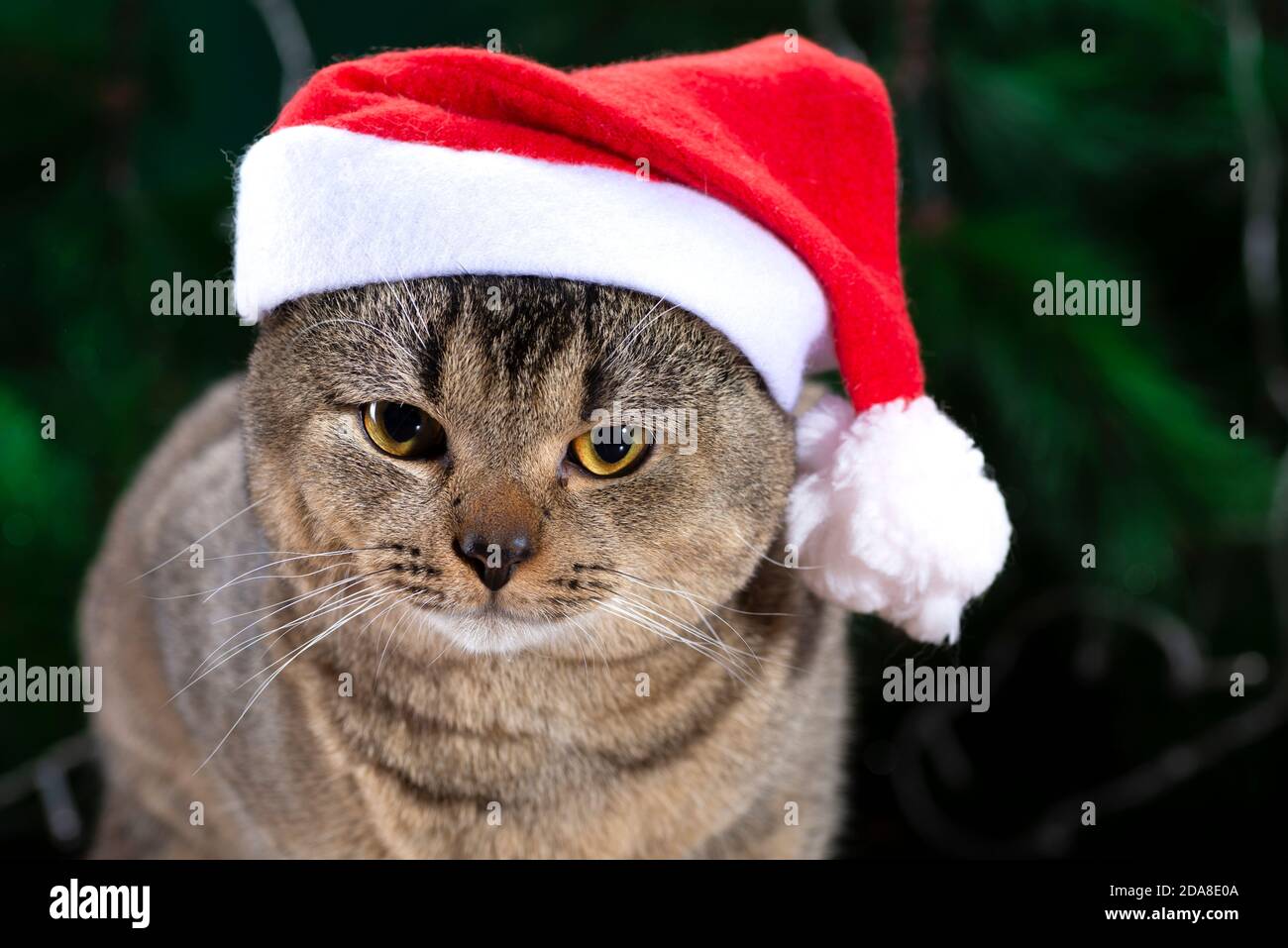 Scottish Fold Katze in Santa Claus Hut auf einem Hintergrund Aus grüner Fichte Stockfoto