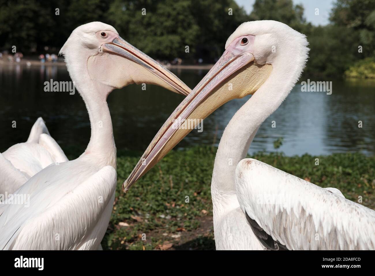 Pelicans-Pelecanus, Saint James Park, London, Großbritannien. Stockfoto