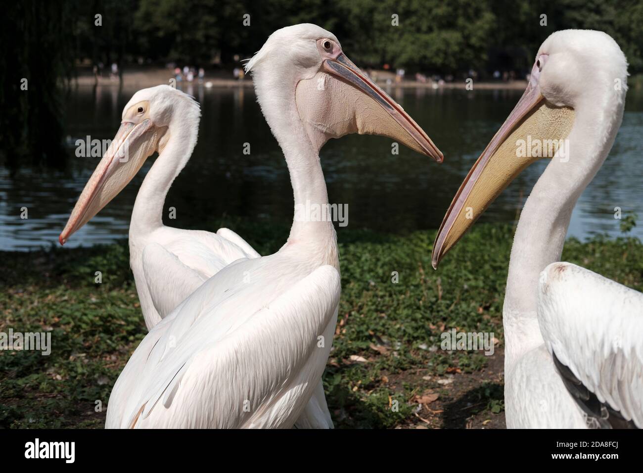 Pelicans-Pelecanus, Saint James Park, London, Großbritannien. Stockfoto