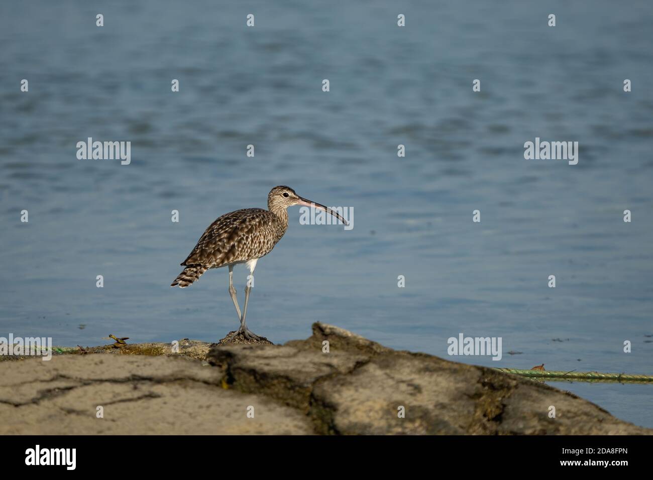 Eurasische Curlew an der Küste von Katar Stockfoto
