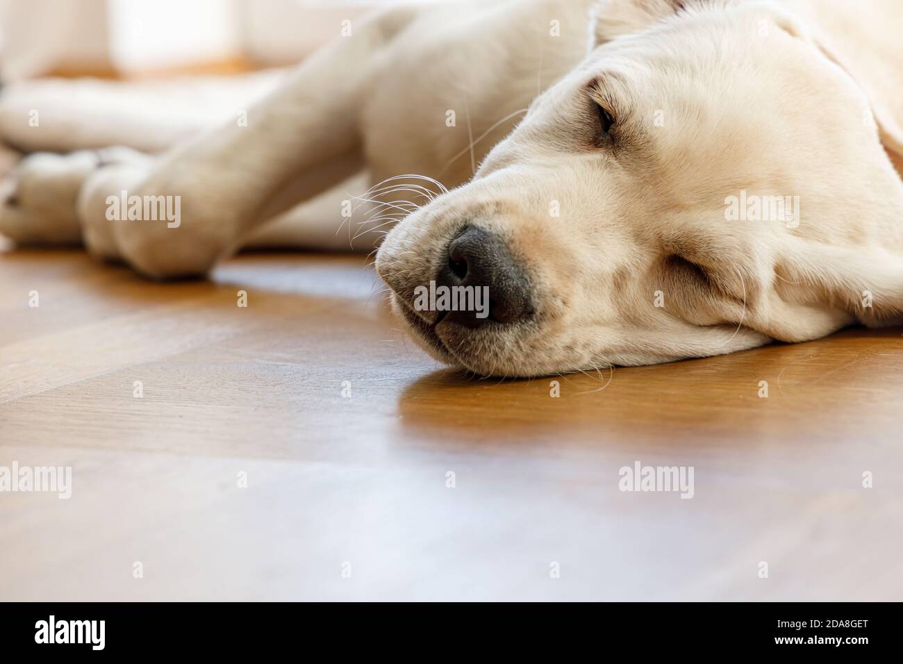 Yellow Labrador Mix Stockfotos Und Bilder Kaufen Alamy
