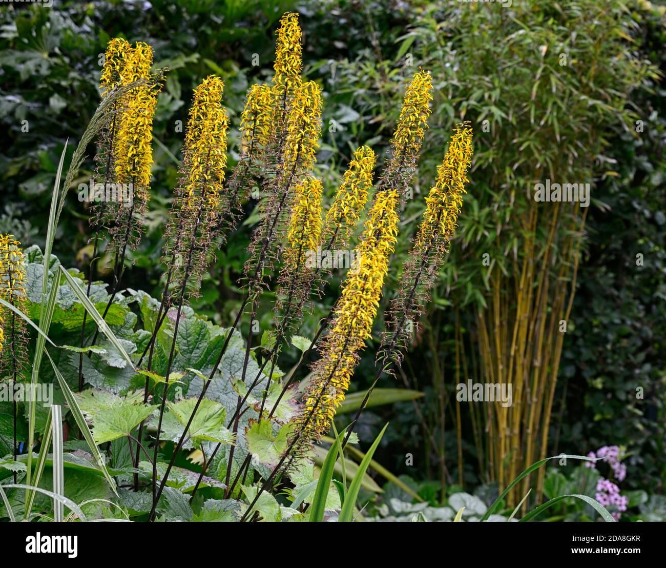 ligularia stenocephala die Rakete, gelbe Turmspitzen, gelbe Blütenspitzen, gelbe Blumen, Stauden, Garten, Gärten, phyllostachys vivax aureocaulis, mischen, mischen Stockfoto