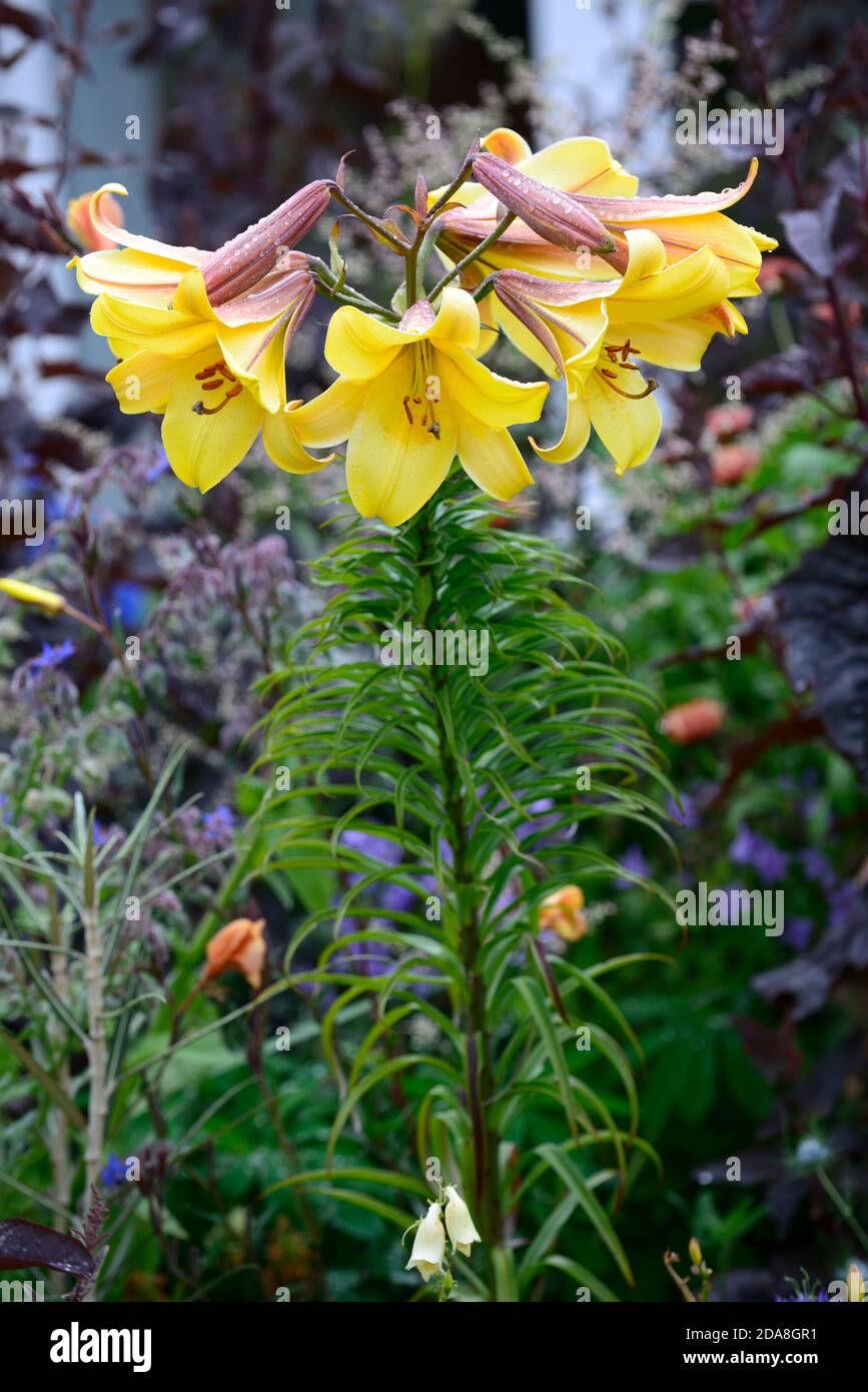 Lilium Golden Splendor, Lily Golden Splendor, Trompetenlilien, goldgelbe Blume, Blume, Blüte, RM floral Stockfoto