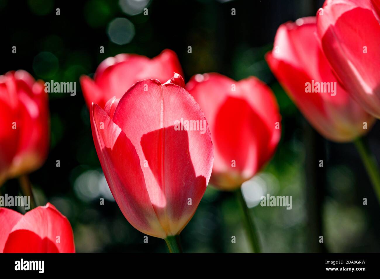 Seitenansicht einer Gruppe von Tulpenblüten, die im Sommer von Tageslicht beleuchtet werden, rote Tulpenblüten auf dunklem, natürlichem Hintergrund. Stockfoto
