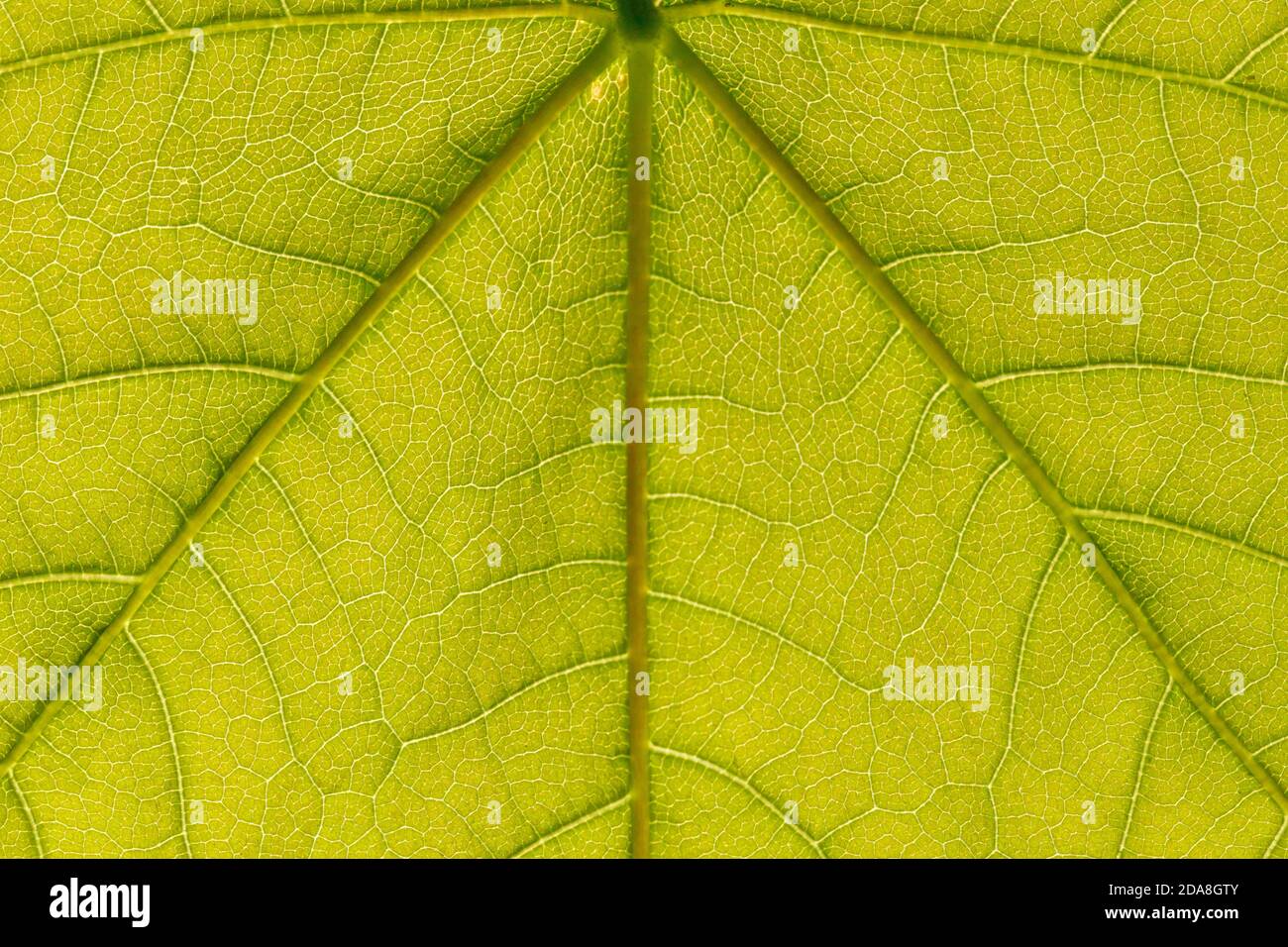 Nahaufnahme eines von Sonnenlicht beleuchteten grünen Leave, detailreiche Abbildung mit den Leave Adern und Strängen Stockfoto