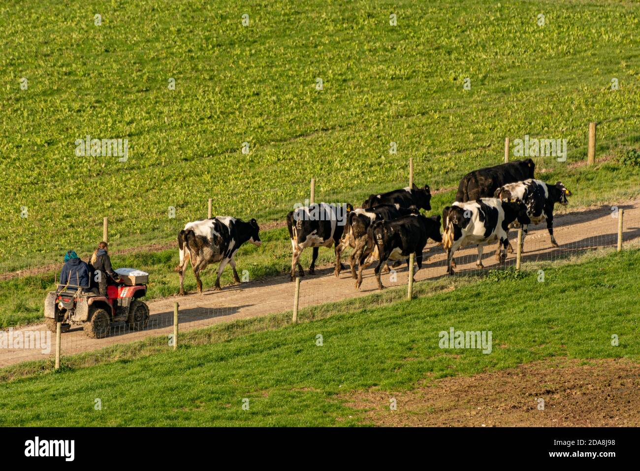 Rinder werden mit dem Quad-Bike gezüchtet. Stockfoto