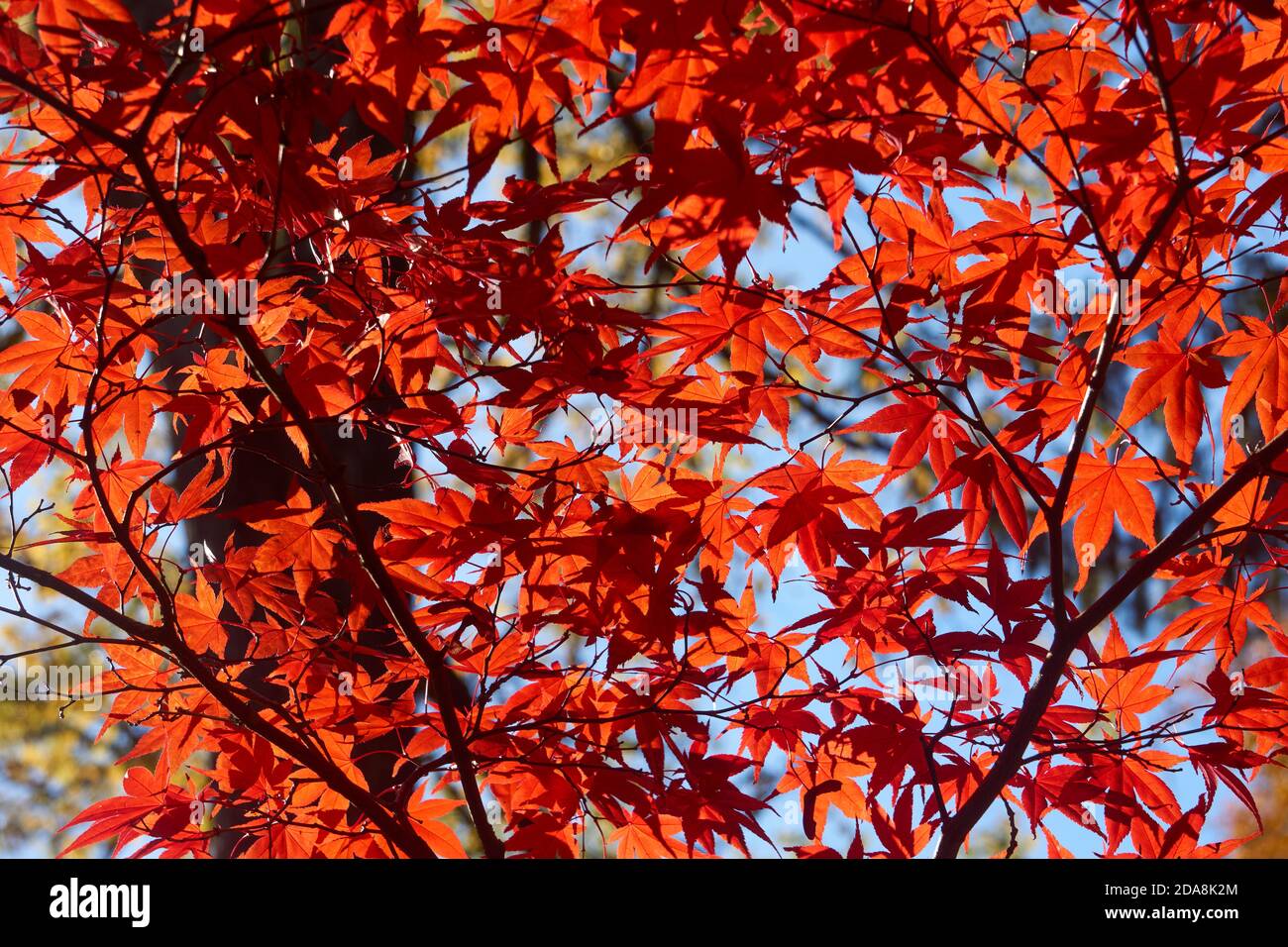 Hinterleuchtete rote japanische Ahorn (Acer palmatum) Baum Blätter im Herbst, Vancouver, British Columbia, Kanada Stockfoto