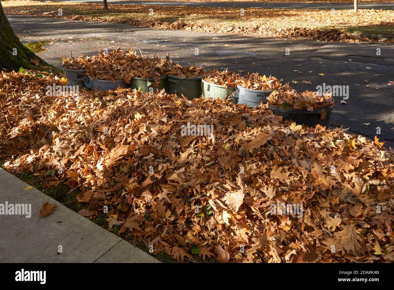 Ein Haufen von geharkt Herbstblätter auf dem Boden liegen An der Seite einer Wohnstraße im Herbst Stockfoto