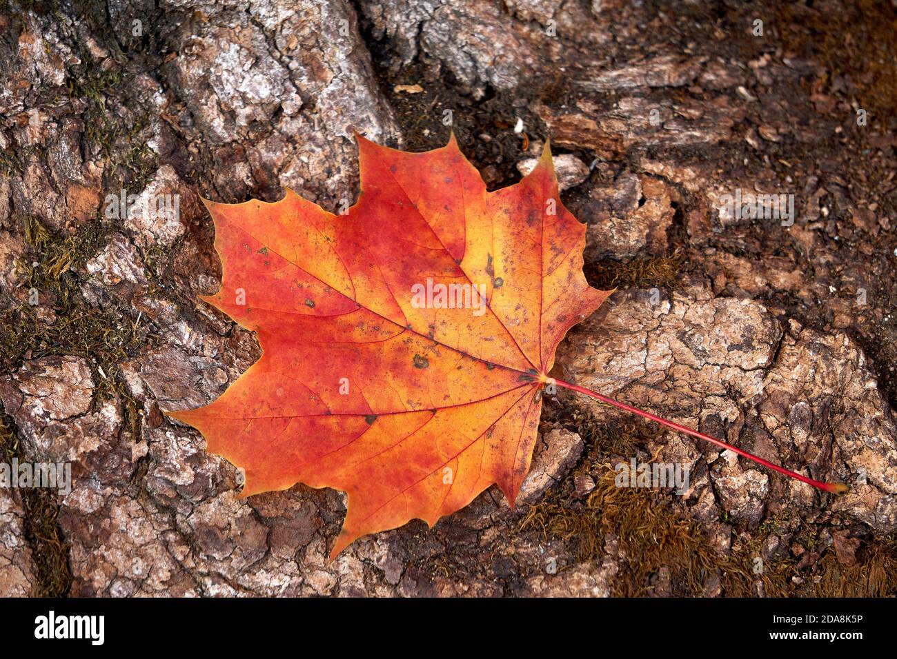 Nahaufnahme eines einzelnen roten und gelben Zuckerahornblattes und Rinde im Herbst, Vancouver, British Columbia, Kanada Stockfoto