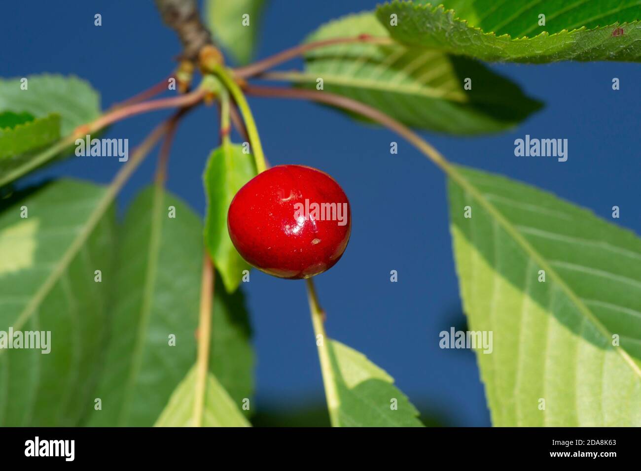 Rote Kirsche auf einem grünen Blatt eines Baumes dagegen Blauer Himmel Hintergrund Stockfoto