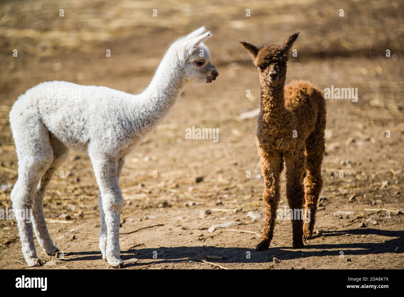 La malbaie, Kanada - August 18 2020: Alle Arten von Alpgas und Baby-Alpagas in der Alpaga Farm in der Nähe von La Malbaie Stockfoto