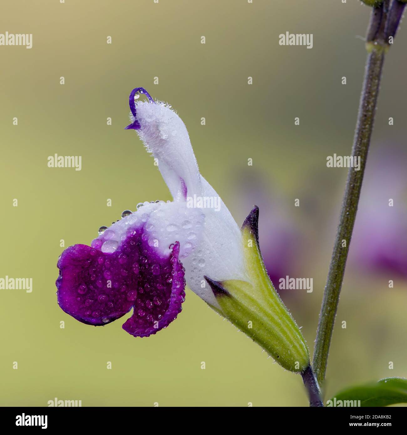 Makroaufnahme von lila und weißen Salvia Blumen in Blüte Stockfoto