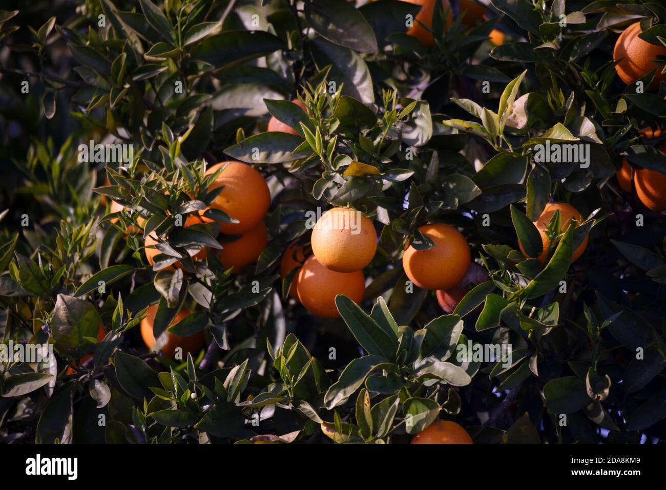 Schöne reife Orangen hängen von einem Baum in diesem Foto in der Nähe von Valencia in Spanien aufgenommen. Stockfoto