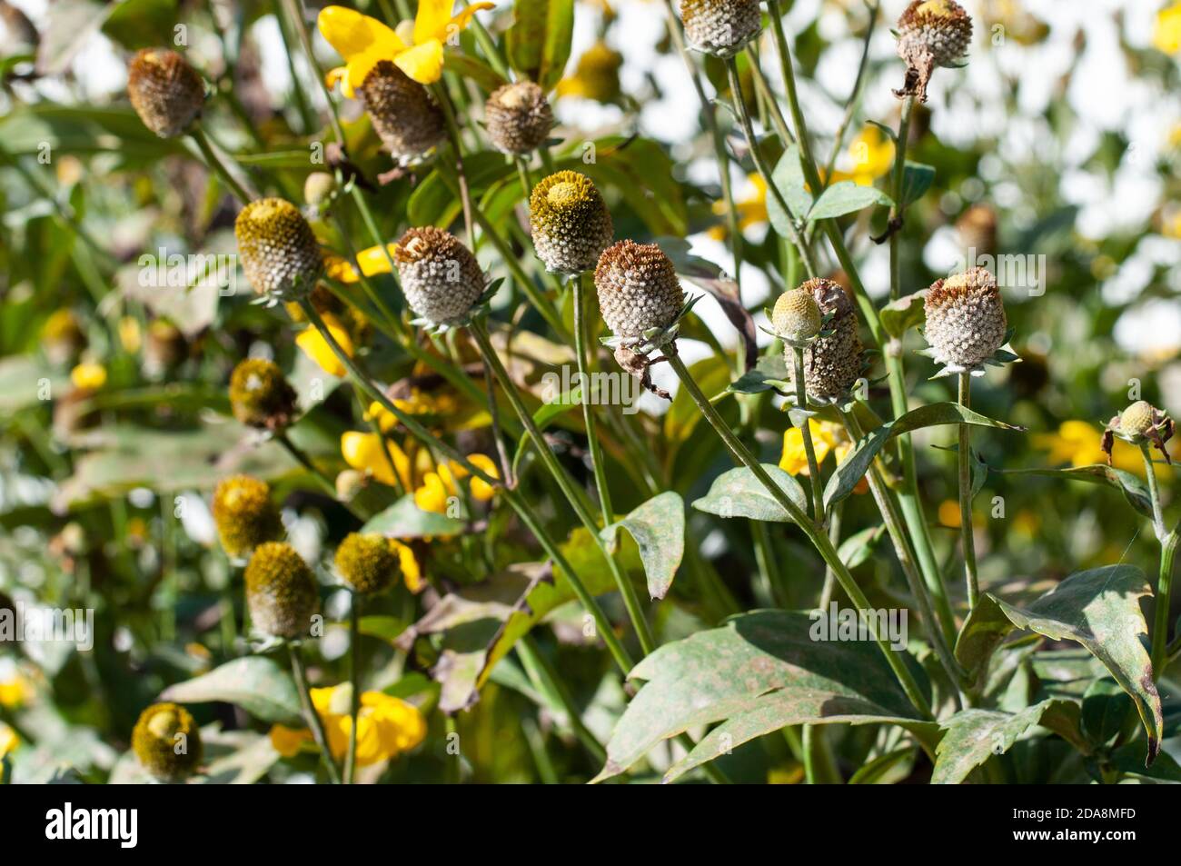 Die Blütenköpfe der rudbeckia nitida mit den verlorenen Blütenblättern im Herbst Stockfoto