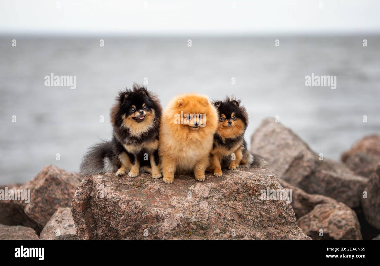 Drei niedliche Pom spitz Hunde Freunde sitzen auf dem Felsen Am Hintergrund des bewölkten Meeres Stockfoto