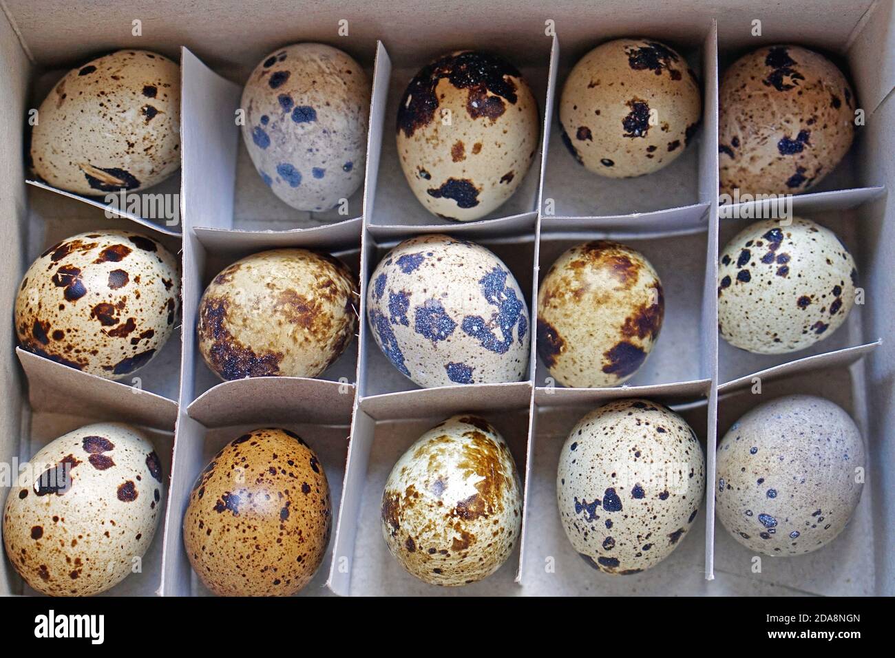 Farbe Eier von japanischen Wachteln Vogel in Box Stockfoto