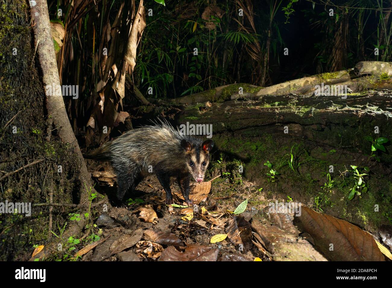 Ein Schwarzarter Opossum (Didelphis marsupialis) aus dem atlantischen Regenwald von SE Brasilien Stockfoto