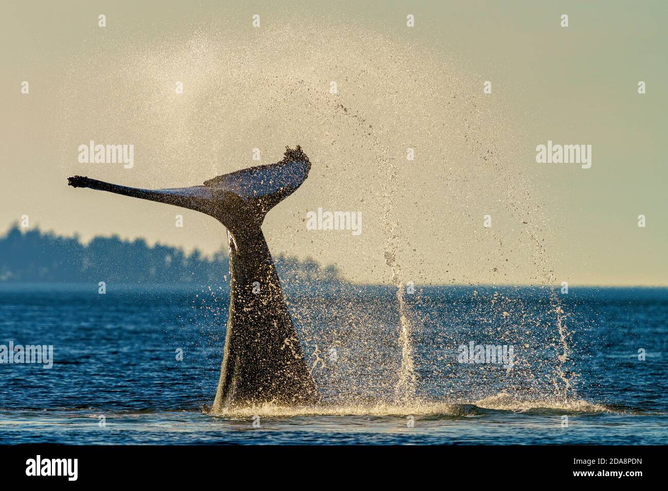 Buckelwal Tail Slapping während eines späten Nachmittags vor Vancouver Island, British Columbia, Kanada Stockfoto